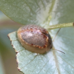 Paropsisterna m-fuscum (Eucalyptus Leaf Beetle) at Braddon, ACT - 12 Jan 2024 by Hejor1