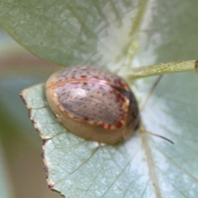 Paropsisterna m-fuscum (Eucalyptus Leaf Beetle) at Braddon, ACT - 12 Jan 2024 by Hejor1