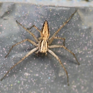 Oxyopes sp. (genus) at City Renewal Authority Area - 12 Jan 2024