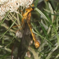 Nymphes myrmeleonoides (Blue eyes lacewing) at Taylor, ACT - 12 Jan 2024 by kasiaaus