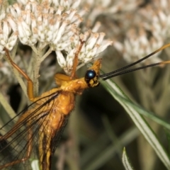 Nymphes myrmeleonoides at Taylor Offset (TLR) - 12 Jan 2024