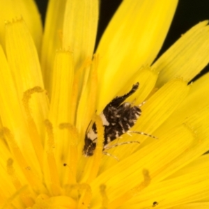 Glyphipterix chrysoplanetis at Casey, ACT - 12 Jan 2024