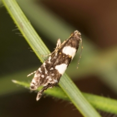 Glyphipterix chrysoplanetis at Casey, ACT - 12 Jan 2024