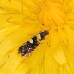 Glyphipterix chrysoplanetis at Casey, ACT - 12 Jan 2024