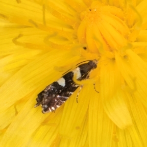 Glyphipterix chrysoplanetis at Casey, ACT - 12 Jan 2024