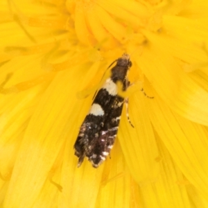 Glyphipterix chrysoplanetis at Casey, ACT - 12 Jan 2024