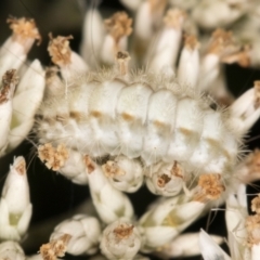 Lepidoptera unclassified IMMATURE (caterpillar or pupa or cocoon) at Taylor, ACT - 12 Jan 2024 by kasiaaus