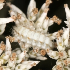 Lepidoptera unclassified IMMATURE moth at Taylor, ACT - 12 Jan 2024