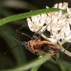 Gminatus australis (Orange assassin bug) at Taylor Offset (TLR) - 12 Jan 2024 by kasiaaus
