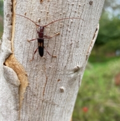 Epithora dorsalis (Longicorn Beetle) at Wingecarribee Local Government Area - 12 Jan 2024 by GlossyGal