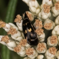 Mordella sydneyana (Pintail Beetle) at Taylor Offset (TLR) - 12 Jan 2024 by kasiaaus