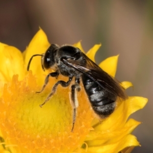 Lasioglossum (Chilalictus) sp. (genus & subgenus) at Taylor, ACT - 12 Jan 2024