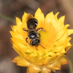 Lasioglossum (Chilalictus) sp. (genus & subgenus) at Taylor, ACT - 12 Jan 2024