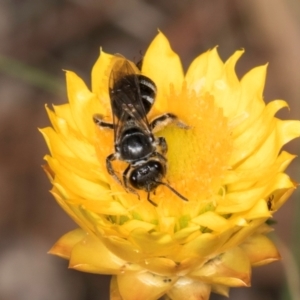 Lasioglossum (Chilalictus) sp. (genus & subgenus) at Taylor, ACT - 12 Jan 2024