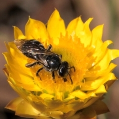 Lasioglossum (Chilalictus) sp. (genus & subgenus) at Taylor, ACT - 12 Jan 2024