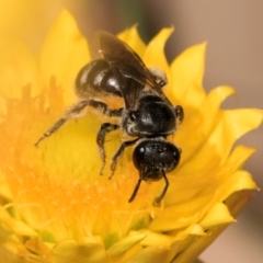 Lasioglossum (Chilalictus) sp. (genus & subgenus) at Taylor, ACT - 12 Jan 2024