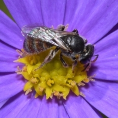 Lasioglossum (Chilalictus) sp. (genus & subgenus) (Halictid bee) at Acton, ACT - 11 Jan 2024 by DianneClarke