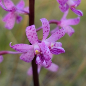 Dipodium roseum at QPRC LGA - 12 Jan 2024