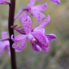 Dipodium roseum at QPRC LGA - 12 Jan 2024