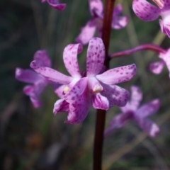 Dipodium roseum at QPRC LGA - 12 Jan 2024