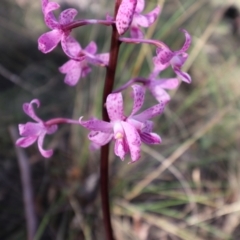 Dipodium roseum at QPRC LGA - 12 Jan 2024