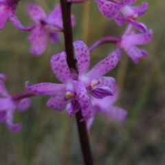 Dipodium roseum at QPRC LGA - 12 Jan 2024