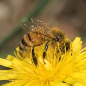 Apis mellifera at Taylor, ACT - 12 Jan 2024 12:14 PM