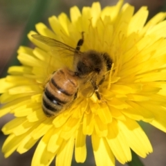 Apis mellifera at Taylor, ACT - 12 Jan 2024 12:14 PM