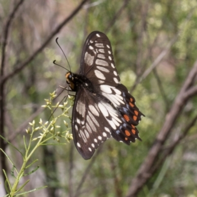 Papilio anactus (Dainty Swallowtail) at The Pinnacle - 11 Jan 2024 by AlisonMilton