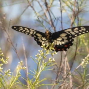 Papilio anactus at Pinnacle NR (PIN) - 12 Jan 2024 10:14 AM