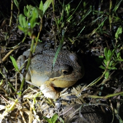 Limnodynastes dumerilii (Eastern Banjo Frog) at Mongarlowe River - 11 Jan 2024 by RichardMilner