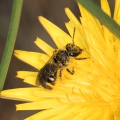 Lasioglossum (Chilalictus) sp. (genus & subgenus) (Halictid bee) at Taylor Offset (TLR) - 12 Jan 2024 by kasiaaus