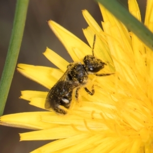 Lasioglossum (Chilalictus) sp. (genus & subgenus) at Taylor, ACT - 12 Jan 2024