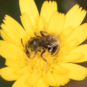 Lasioglossum (Chilalictus) sp. (genus & subgenus) at Taylor Offset (TLR) - 12 Jan 2024