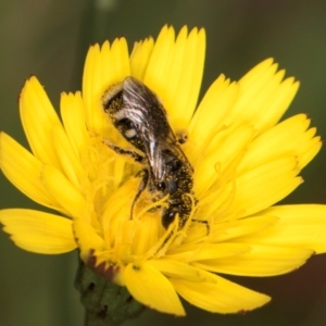 Lasioglossum (Chilalictus) sp. (genus & subgenus) at Taylor Offset (TLR) - 12 Jan 2024