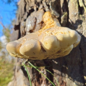 Laetiporus portentosus at QPRC LGA - 12 Jan 2024