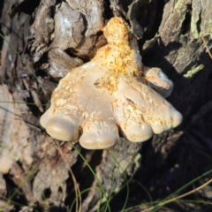 Laetiporus portentosus at QPRC LGA - 12 Jan 2024