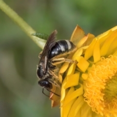 Lasioglossum (Chilalictus) sp. (genus & subgenus) (Halictid bee) at Taylor Offset (TLR) - 12 Jan 2024 by kasiaaus