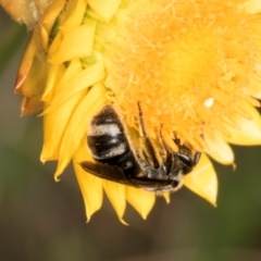 Lasioglossum (Chilalictus) sp. (genus & subgenus) at Taylor, ACT - 12 Jan 2024 12:24 PM