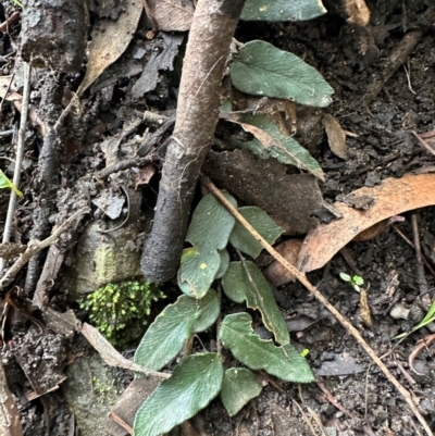 Pellaea falcata (Sickle Fern) at Barrengarry, NSW - 12 Jan 2024 by lbradley