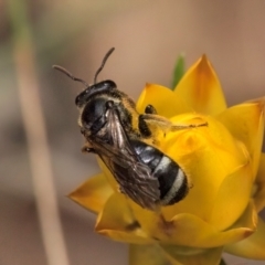 Lasioglossum (Chilalictus) sp. (genus & subgenus) at Taylor, ACT - 12 Jan 2024 12:25 PM