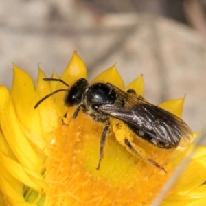 Lasioglossum (Chilalictus) sp. (genus & subgenus) at Taylor, ACT - 12 Jan 2024