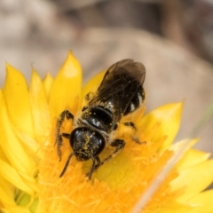 Lasioglossum (Chilalictus) sp. (genus & subgenus) at Taylor, ACT - 12 Jan 2024