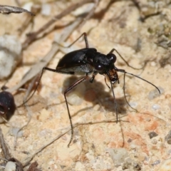 Cicindelidae (Family) (Tiger Beetles) at Moruya, NSW - 9 Jan 2024 by LisaH