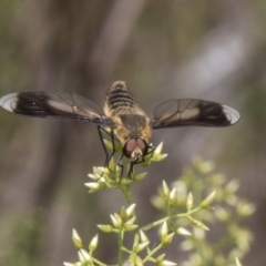 Comptosia quadripennis (a bee fly) at Pinnacle NR (PIN) - 12 Jan 2024 by AlisonMilton