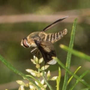 Comptosia quadripennis at Pinnacle NR (PIN) - 12 Jan 2024