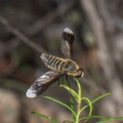 Comptosia quadripennis at Pinnacle NR (PIN) - 12 Jan 2024