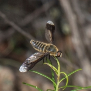 Comptosia quadripennis at Pinnacle NR (PIN) - 12 Jan 2024 10:14 AM