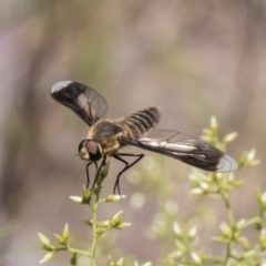 Comptosia quadripennis at Pinnacle NR (PIN) - 12 Jan 2024