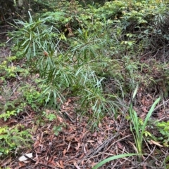 Lambertia formosa (Mountain Devil) at Barrengarry, NSW - 12 Jan 2024 by lbradley